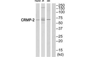 Western blot analysis of extracts from HepG2 cells, Jurkatcells and 293 cells, using CRMP2 (epitope around residue 522) antibody. (DPYSL2 抗体  (Ser522))