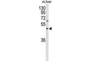 Western blot analysis of GPR160 (arrow) in mouse liver tissue lysates (35ug/lane) using GPR160/GPCR150 Antibody (C-term). (GPR160 抗体  (C-Term))