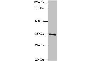 Western blot All lanes: MED27 antibody at 0. (MED27 抗体  (AA 39-108))