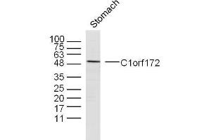 Mouse stomach lysates probed with C1orf172 Polyclonal Antibody, unconjugated  at 1:300 overnight at 4°C followed by a conjugated secondary antibody at 1:10000 for 90 minutes at 37°C. (C1orf172 抗体  (AA 245-295))