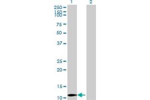 Western Blot analysis of LYZL4 expression in transfected 293T cell line by LYZL4 MaxPab polyclonal antibody. (Lysozyme-Like 4 抗体  (AA 1-146))
