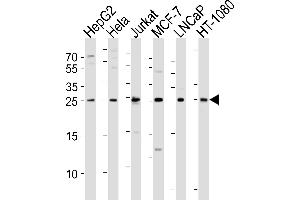 Western blot analysis of lysates from HepG2, Hela, Jurkat, MCF-7, LNCaP, HT-1080 cell line (from left to right), using FGF8 Antibody (N-term) (ABIN6243660 and ABIN6577641). (FGF8 抗体  (N-Term))