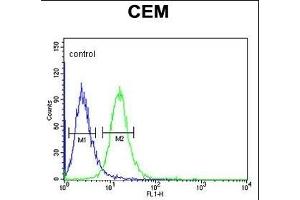 Z Antibody (N-term) (ABIN653866 and ABIN2843121) flow cytometric analysis of CEM cells (right histogram) compared to a negative control cell (left histogram). (ZNF160 抗体  (N-Term))