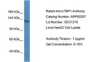 WB Suggested Anti-LTBP1  Antibody Titration: 0. (LTBP1 抗体  (C-Term))