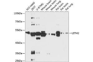 Western blot analysis of extracts of various cell lines, using LETM2 antibody (ABIN6131950, ABIN6143151, ABIN6143152 and ABIN6218019) at 1:3000 dilution. (LETM2 抗体  (AA 257-396))