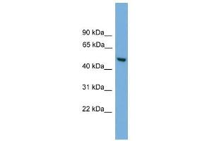 ABHD1 antibody used at 0.
