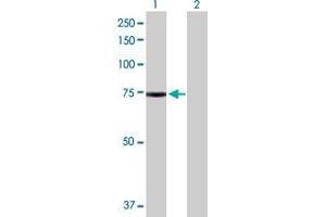 Western Blot analysis of PAK6 expression in transfected 293T cell line by PAK6 MaxPab polyclonal antibody. (PAK6 抗体  (AA 1-681))