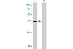 Western Blot analysis of PAK6 expression in transfected 293T cell line by PAK6 MaxPab polyclonal antibody.