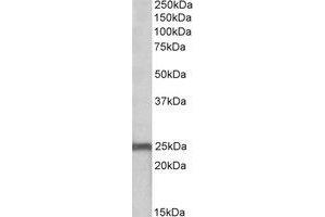 Western Blotting (WB) image for anti-NADH Dehydrogenase (Ubiquinone) Fe-S Protein 8, 23kDa (NADH-Coenzyme Q Reductase) (NDUFS8) (Internal Region) antibody (ABIN2464886) (NDUFS8 抗体  (Internal Region))