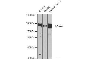 Western blot analysis of extracts of various cell lines using CXXC1 Polyclonal Antibody at dilution of 1:1000. (CXXC1 抗体)
