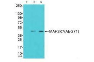 Western blot analysis of extracts from 293 cells (Lane 2) and cos-7 cells (Lane 3), using MAP2K7 (Ab-271) antiobdy. (MAP3K7 抗体  (Ser271))