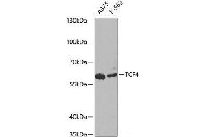 Western blot analysis of extracts of various cell lines using TCF4 Polyclonal Antibody at dilution of 1:1000. (TCF4 抗体)