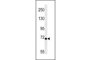 LRP10 Antibody (N-term) (ABIN657077 and ABIN2846240) western blot analysis in A549 cell line lysates (35 μg/lane). (LRP10 抗体  (N-Term))