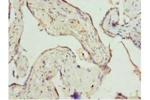 Immunohistochemistry of paraffin-embedded human placenta tissue using ABIN7162541 at dilution of 1:100 (ZDHHC17 抗体  (AA 170-310))