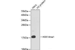 Western blot analysis of extracts of various cell lines using MonoMethyl-Histone H3-K14 Polyclonal Antibody. (Histone 3 抗体  (meLys14))