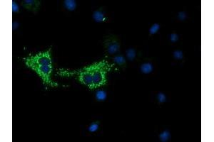 Immunofluorescence (IF) image for anti-Cytochrome C Oxidase Subunit VIa Polypeptide 1 (COX6A1) antibody (ABIN1497585) (COX6A1 抗体)