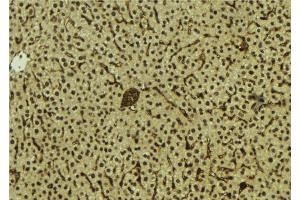 ABIN6278809 at 1/100 staining Mouse liver tissue by IHC-P. (MAFB 抗体  (C-Term))