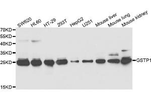 Western blot analysis of extracts of various cell lines, using GSTP1 antibody (ABIN5973328) at 1/1000 dilution. (GSTP1 抗体)