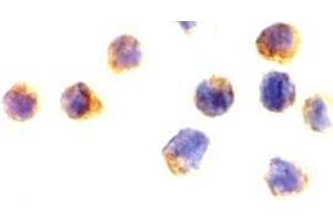 Immunofluorescence (IF) image for anti-Apoptosis-Inducing Factor, Mitochondrion-Associated, 1 (AIFM1) (N-Term) antibody (ABIN499235)