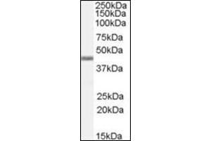 Western Blot Image: Antibody (0. (APOBEC3G 抗体  (C-Term))
