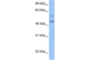 Western Blotting (WB) image for anti-Programmed Cell Death 2-Like (PDCD2L) antibody (ABIN2463363) (PDCD2L 抗体)