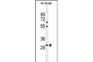 PHOX2B Antibody (Center) (ABIN655288 and ABIN2844878) western blot analysis in mouse liver tissue lysates (35 μg/lane). (PHOX2B 抗体  (AA 104-130))