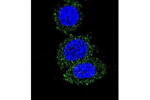 Confocal immunofluorescent analysis of AKT2 Antibody (ABIN659024 and ABIN2838047) with Hela cell followed by Alexa Fluor® 488-conjugated goat anti-mouse lgG (green). (AKT2 抗体)
