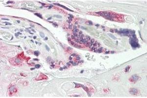 Human Placenta: Formalin-Fixed, Paraffin-Embedded (FFPE) (DUSP9 抗体  (Internal Region))
