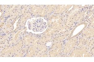 Detection of ADPN in Porcine Kidney Tissue using Monoclonal Antibody to Adiponectin (ADPN) (ADIPOQ 抗体  (AA 18-243))