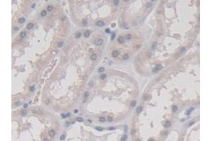 Detection of TMEM27 in Human Kidney Tissue using Monoclonal Antibody to Transmembrane Protein 27 (TMEM27) (TMEM27 抗体  (AA 17-137))