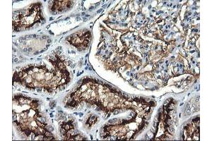 Immunohistochemical staining of paraffin-embedded Human Kidney tissue using anti-RGS16 mouse monoclonal antibody. (RGS16 抗体)