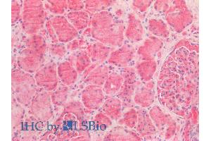 ABIN2613380 (5µg/ml) staining of paraffin embedded Human Kidney. (AMACR 抗体  (AA 312-326))