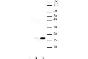Histone H2B acetyl Lys120 pAb tested by Western blot. (Histone H2B 抗体  (acLys120))