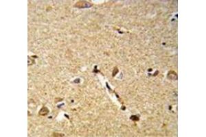 Immunohistochemistry anaysis of human brain tissue (Formalin-fixed, Paraffin-embedded) using DLL3  Antibody  (C-term), follwed by peroxidase-conjugated secondary antibody and DAB staining. (DLL3 抗体  (C-Term))