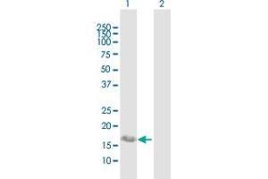 Western Blot analysis of IFITM3 expression in transfected 293T cell line by IFITM3 MaxPab polyclonal antibody. (IFITM3 抗体  (AA 1-133))