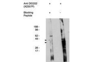 Image no. 1 for anti-Degenerative Spermatocyte Homolog 2, Lipid Desaturase (DEGS2) antibody (ABIN793719) (DEGS2 抗体)