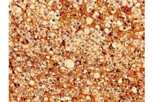 Immunohistochemistry of paraffin-embedded human adrenal gland tissue using ABIN7172771 at dilution of 1:100 (ERG 抗体  (AA 1-486))