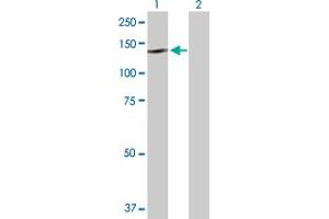 Western Blot analysis of NLRP2 expression in transfected 293T cell line by NLRP2 MaxPab polyclonal antibody. (NLRP2 抗体  (AA 1-1062))