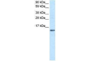 FABP7 antibody used at 1. (FABP7 抗体  (N-Term))
