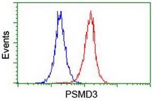 Image no. 2 for anti-Proteasome (Prosome, Macropain) 26S Subunit, Non-ATPase, 3 (PSMD3) antibody (ABIN1499980) (PSMD3 抗体)
