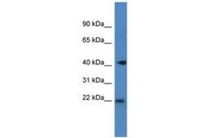 Image no. 1 for anti-Proliferation-Associated 2G4, 38kDa (PA2G4) (C-Term) antibody (ABIN6747243) (PA2G4 抗体  (C-Term))