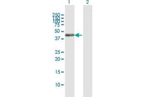 Western Blot analysis of SCRN2 expression in transfected 293T cell line by SCRN2 MaxPab polyclonal antibody. (SCRN2 抗体  (AA 1-425))