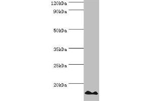 Western blot All lanes: DNA-directed RNA polymerases I and III subunit RPAC2 antibody at 10 μg/mL + Jurkat whole cell lysate Secondary Goat polyclonal to rabbit IgG at 1/10000 dilution Predicted band size: 16, 15 kDa Observed band size: 16 kDa (POLR1D 抗体  (AA 1-133))