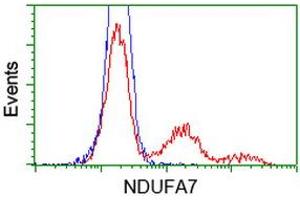 HEK293T cells transfected with either RC200534 overexpress plasmid (Red) or empty vector control plasmid (Blue) were immunostained by anti-NDUFA7 antibody (ABIN2454391), and then analyzed by flow cytometry. (NDUFA7 抗体)