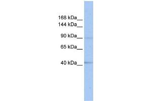 WB Suggested Anti-SENP6  Antibody Titration: 0. (SENP6 抗体  (C-Term))