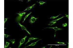 Immunofluorescence of purified MaxPab antibody to MRPL12 on HeLa cell. (MRPL12 抗体  (AA 1-198))