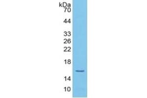 Western Blotting (WB) image for Histone H4 ELISA Kit (ABIN6574152)