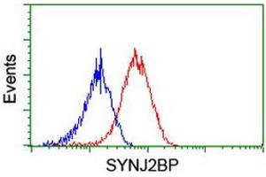 Image no. 2 for anti-Synaptojanin 2 Binding Protein (SYNJ2BP) antibody (ABIN1501272) (SYNJ2BP 抗体)