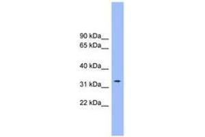 Image no. 1 for anti-Solute Carrier Family 25 (Mitochondrial Carrier, Citrate Transporter), Member 1 (Slc25a1) (AA 215-264) antibody (ABIN6743216)