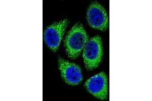 Confocal immunofluorescent analysis of DEK Antibody (C-term) (Cat#AP51234PU-N) with Hela cell followed by Alexa Fluor 488-conjugated goat anti-rabbit lgG (green). (DEK 抗体  (C-Term))